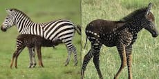 Wieso hat dieses Zebrafohlen Flecken anstatt Streifen?