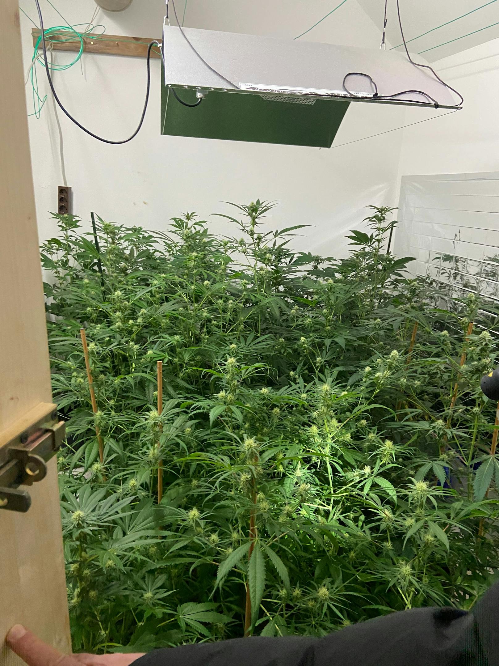 Bei der Hausdurchsuchung wurde unter anderem eine Indoorplantage mit 30 Cannabispflanzen entdeckt.