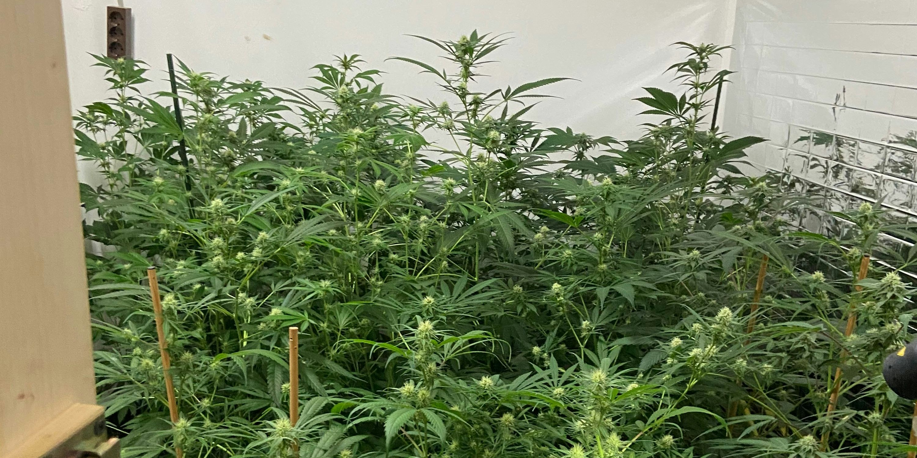 Bei der Hausdurchsuchung wurde unter anderem eine Indoorplantage mit 30 Cannabispflanzen entdeckt.