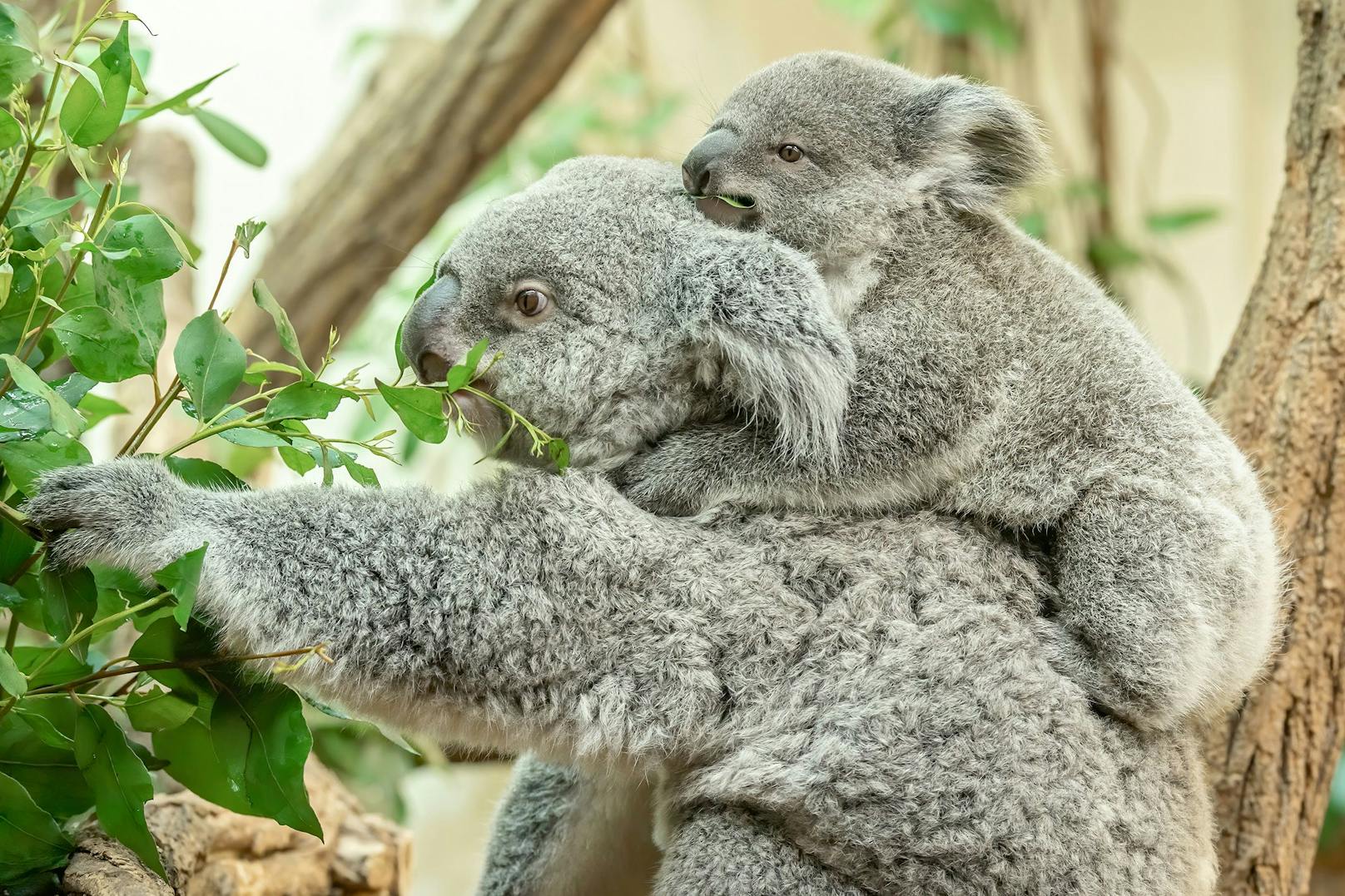 Koalas sind eigentlich dämmerungs- und nachtaktiv. Am Tag schlummern sie meistens vor sich hin. 