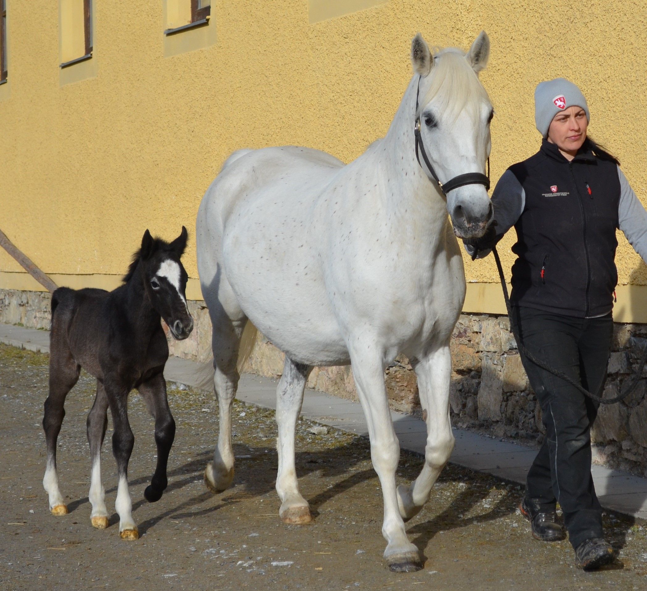 Die typische Schimmelfarbe kommt erst nach einigen Jahren. 