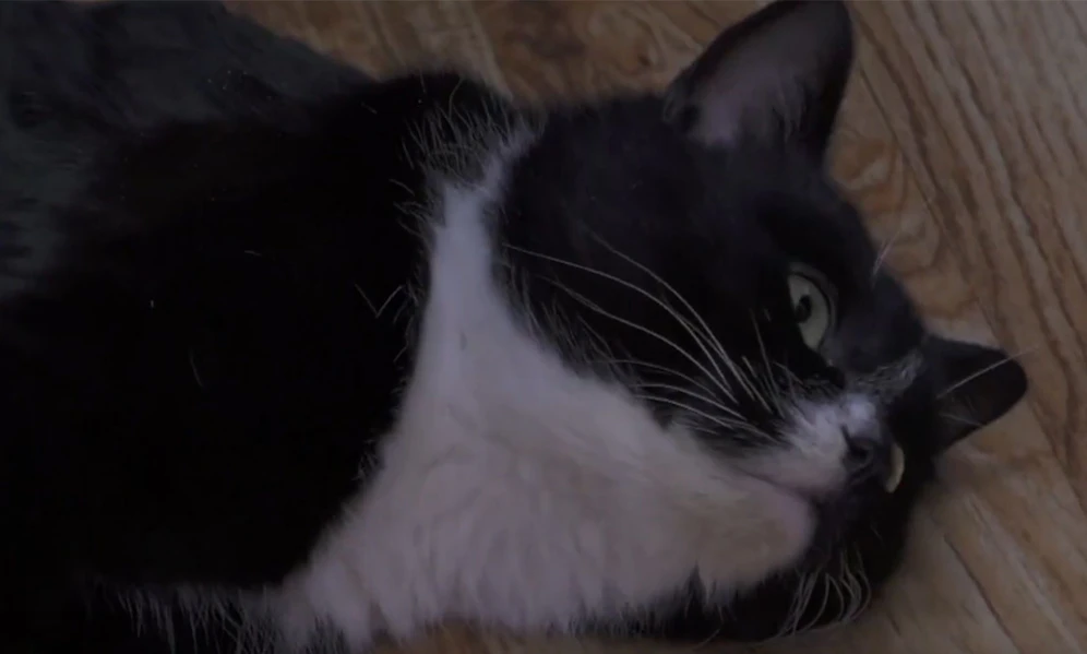 Dieser Kater lebt heute im Ministerium für Umwelt und Kreislaufwirtschaft in der russischen Region Uljanowsk. 