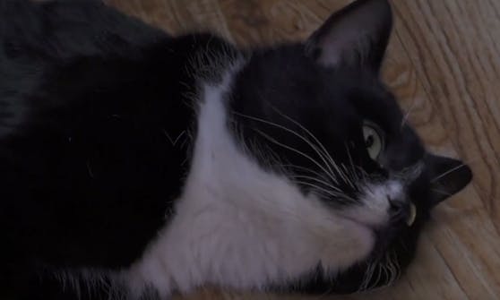 Dieser Kater lebt heute im Ministerium für Umwelt und Kreislaufwirtschaft in der russischen Region Uljanowsk.