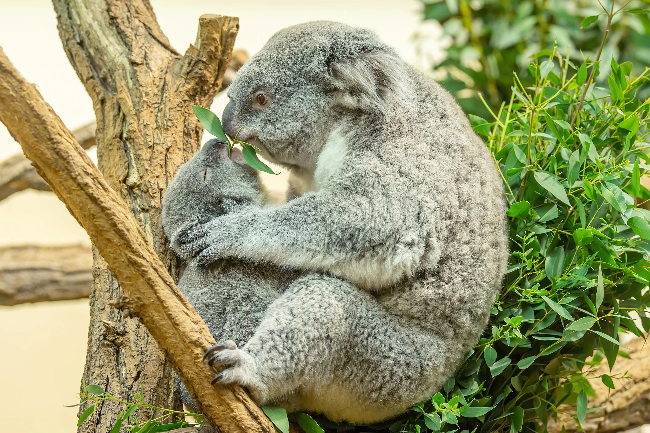 Die kleine "Millaa Millaa" ist mittlerweile schon neun Monate alt und ordentlich gewachsen. 