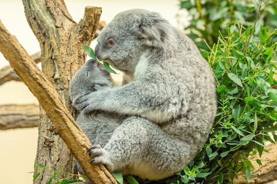 Die kleine "Millaa Millaa" ist mittlerweile schon neun Monate alt und ordentlich gewachsen.