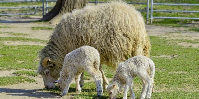 Archivfoto: Ein Schaf und zwei Lämmer im Streichelzoo.