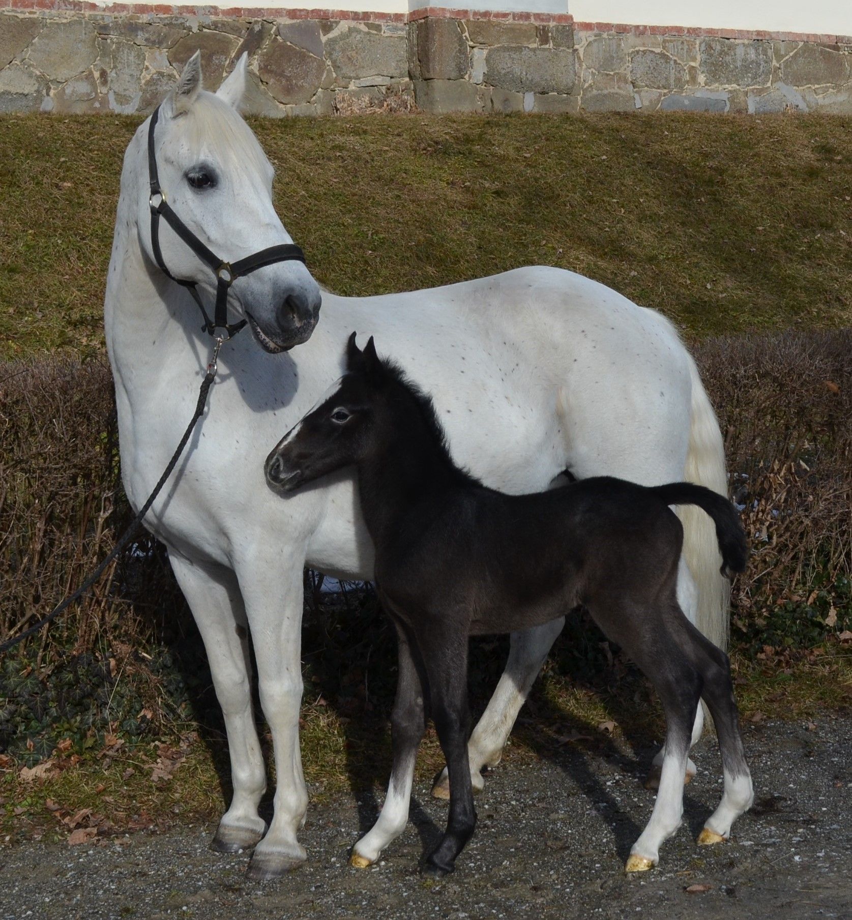 "Neapolitano Presciana" erblickte als erstes Hengstfohlen 2021 im Lipizzanergestüt Piber das Licht der Welt. 