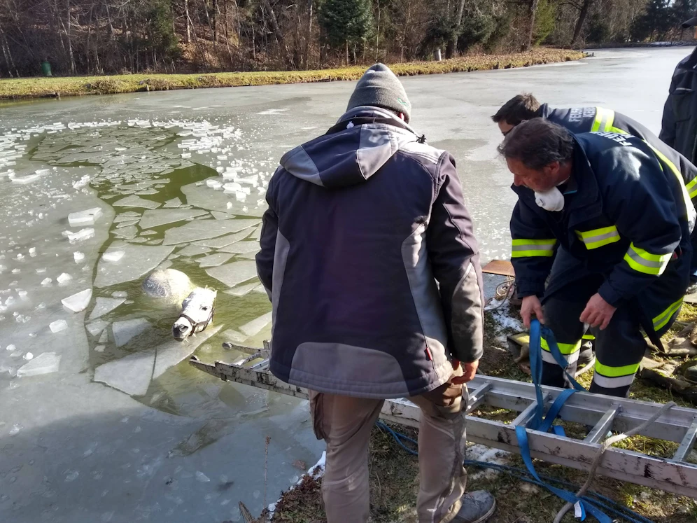 Feuerwehr rettete Pferd aus Teich.