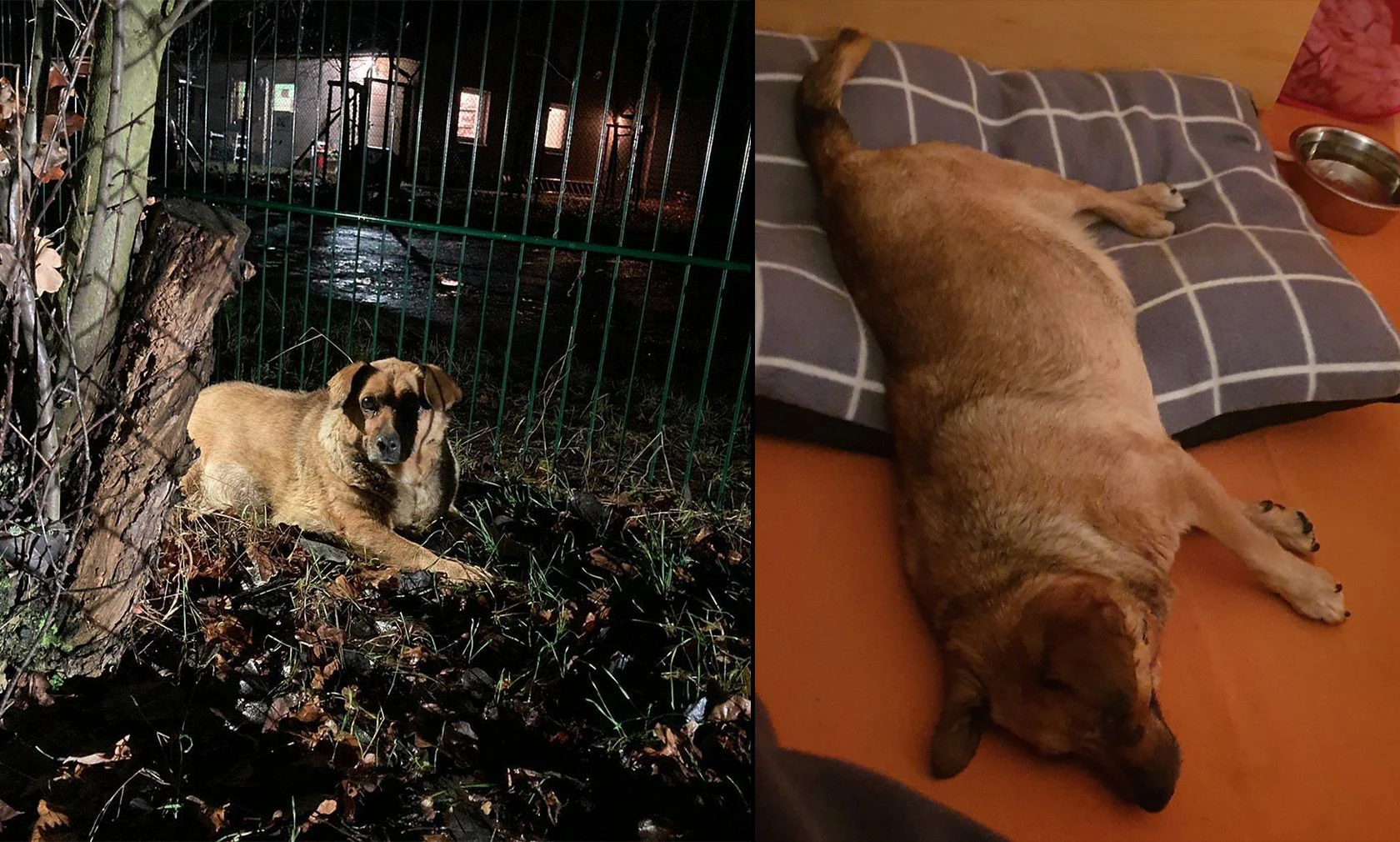 Nicht mehr gewollt und krank musste die Hunde-Seniorin die letzte Tage im Tierheim verbringen. 