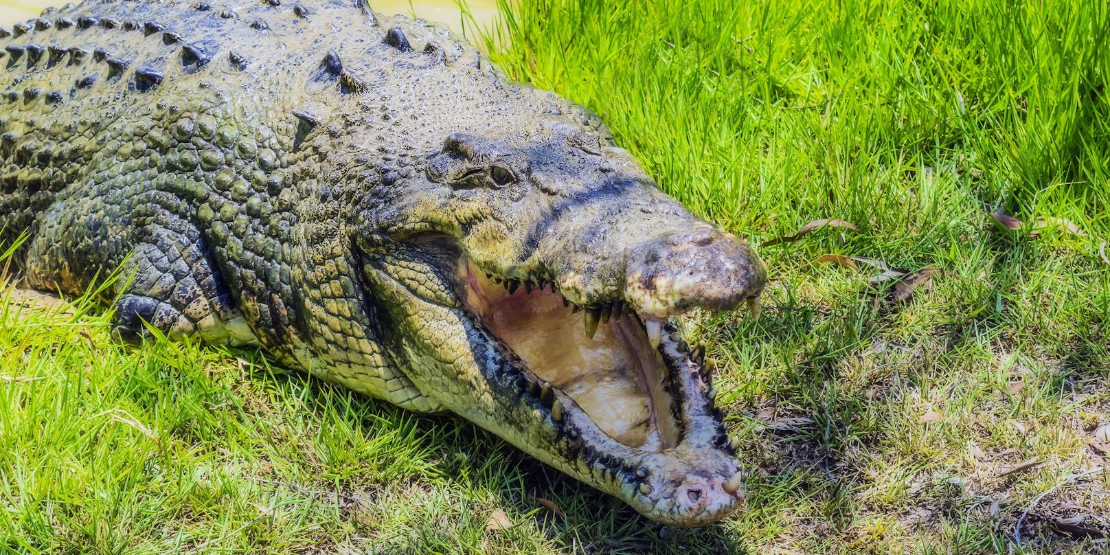 Der Biss eines Krokodils endet für das Opfer meistens tödlich