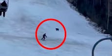 Wilder Bär jagt Skifahrer steile Piste hinunter