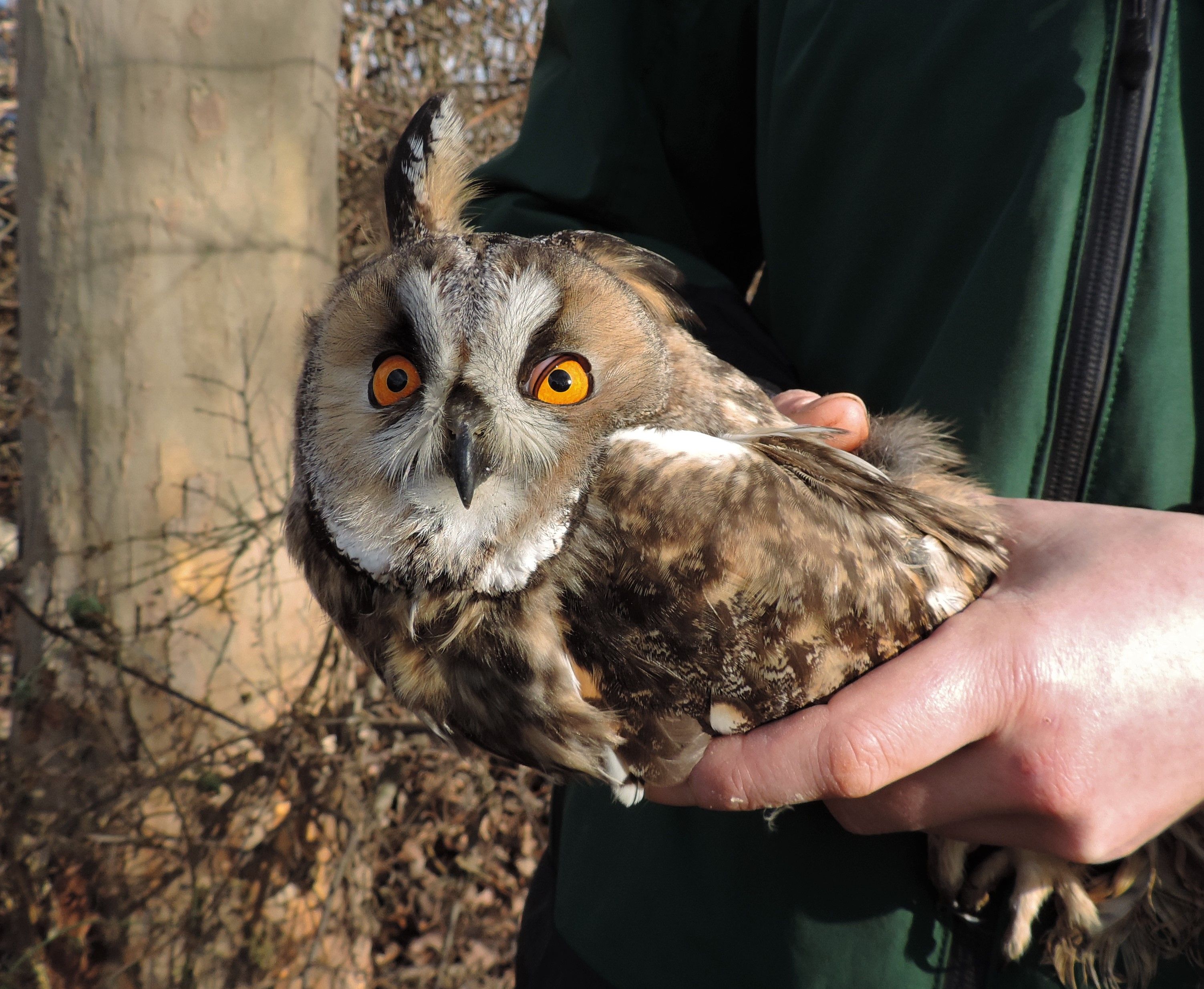 Hier guckt sie noch ein wenig damisch aus der Wäsch', aber sie bezaubert alle Pfleger in der Eulen & Greifvogelstation Haringsee. 