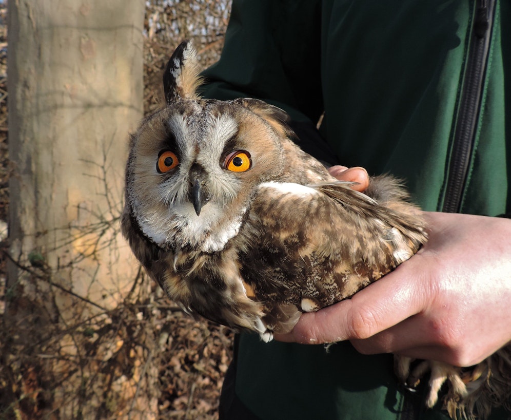 Hier guckt sie noch ein wenig damisch aus der Wäsch', aber sie bezaubert alle Pfleger in der Eulen & Greifvogelstation Haringsee. 