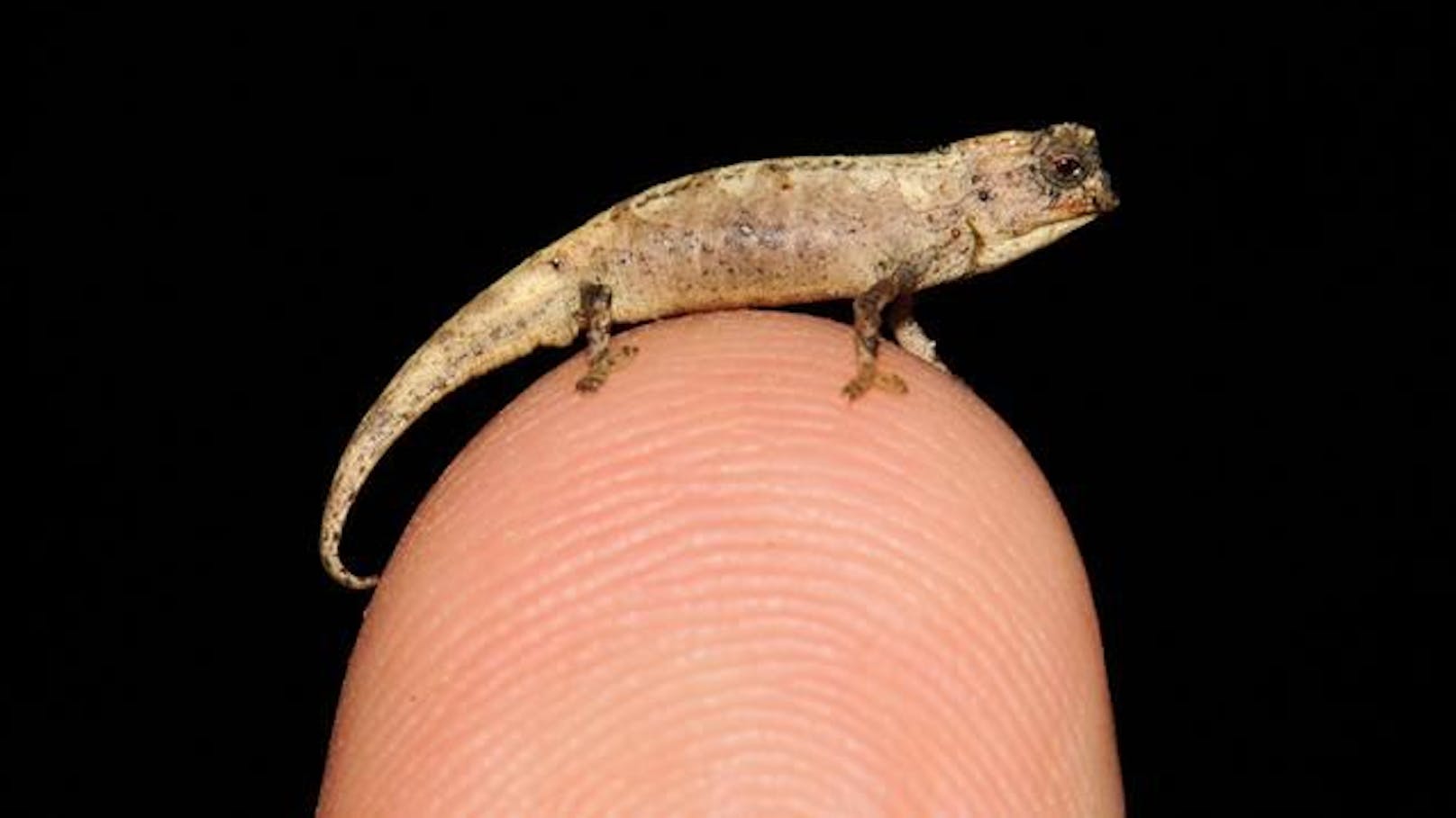 Mit einer Körperlänge von 13,5 mm ist dieses Nano-Chamäleon (Brookesia nana) das kleinste bekannte Männchen unter den fast 11.500 bekannten Reptilienarten.