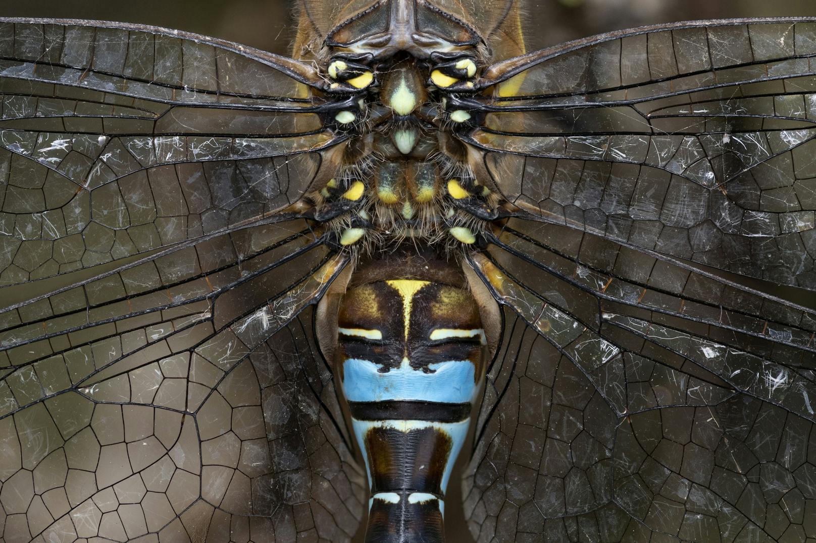Diese Nahaufnahme einer Libelle war das gekürte Siegerbild. Hättet ihr auch so entschieden? 