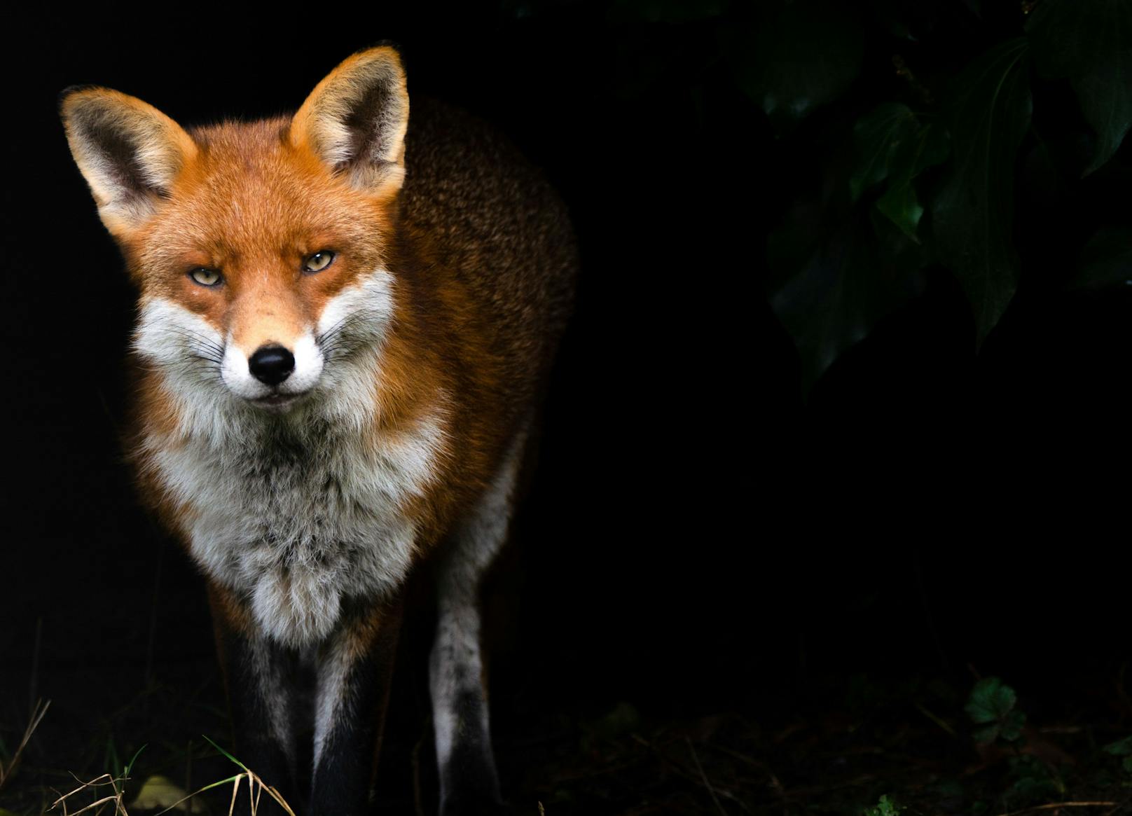 Der Essex Wildlife Trust Fotowettbewerb 2020 ist abgeschlossen und die Gewinner wurden gekürt. 
