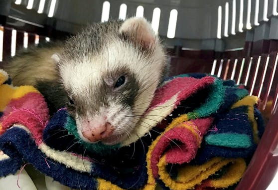 Frettchen "Bandit" hat sich zum Glück wieder erholt.