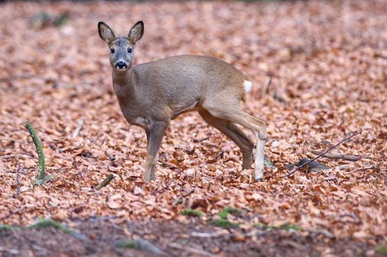 Wilderer haben im Bezirk Grieskirchen ein Reh schwer verletzt, der Jäger musste es von seinen Qualen erlösen (Symbolbild).