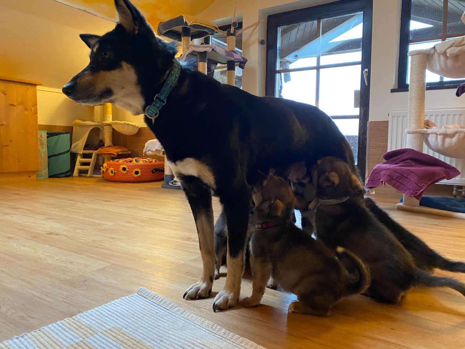 Den Welpen geht es prächtig. Sie sollen bald vergeben werden.