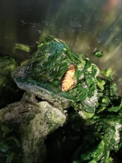 Den Spinat hat der Wiener weggeworfen.