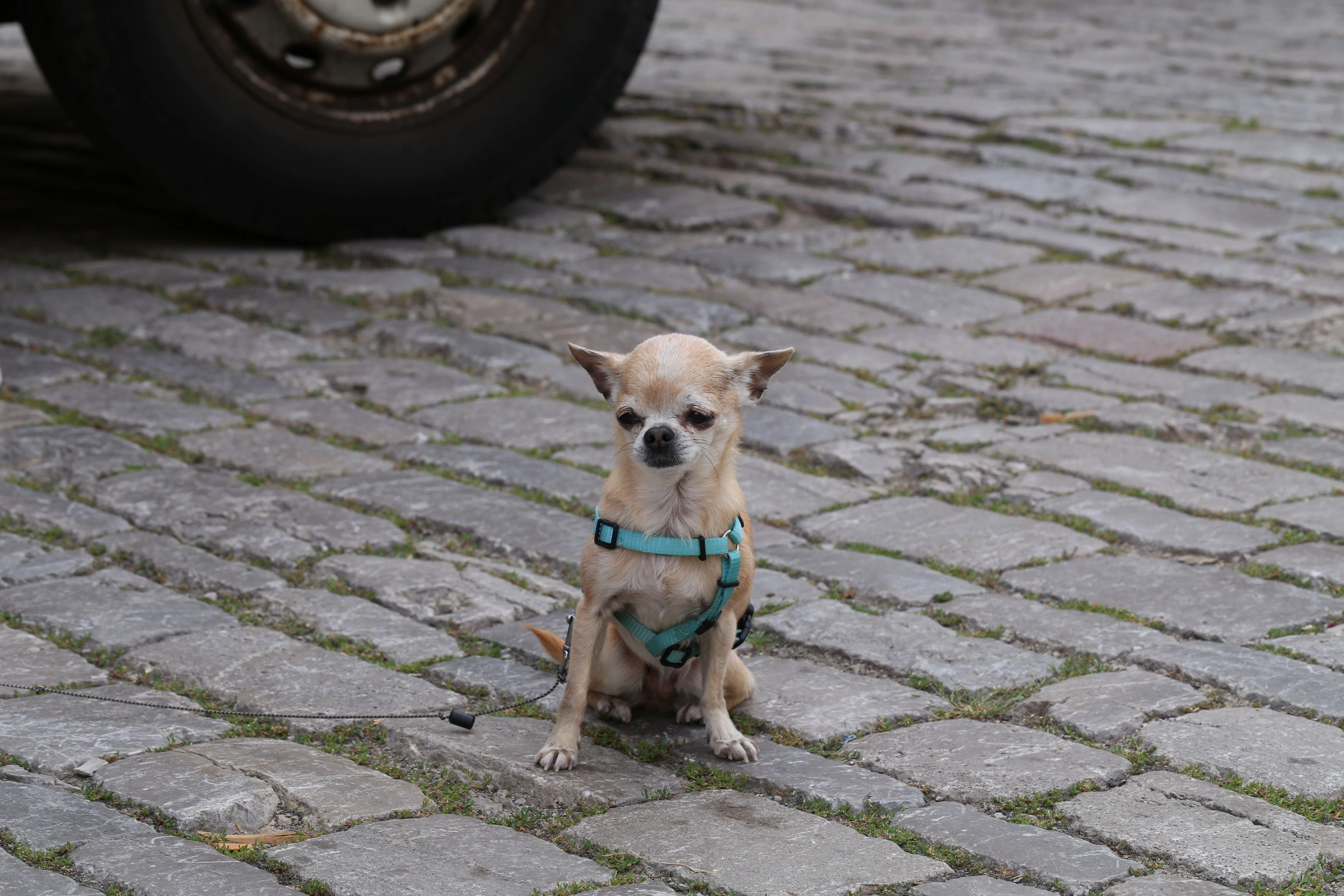 Hund soll gestohlen worden sein 