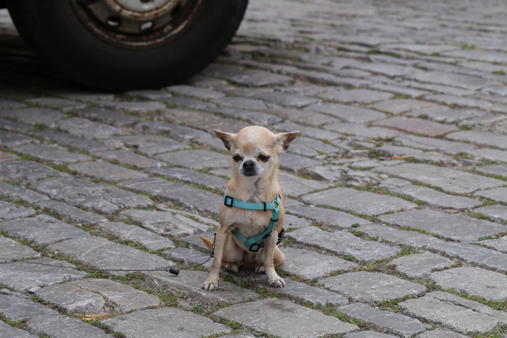 Hund soll gestohlen worden sein 