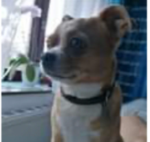 Der originale Hund Moritz aus NÖ.