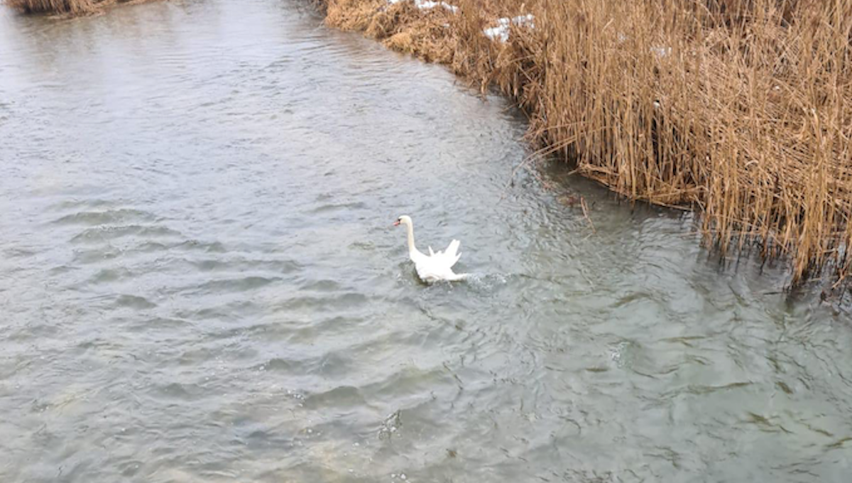 Der Schwan war gegen einen Brückenpfeiler geflogen, verletzte sich einen Flügel schwer.