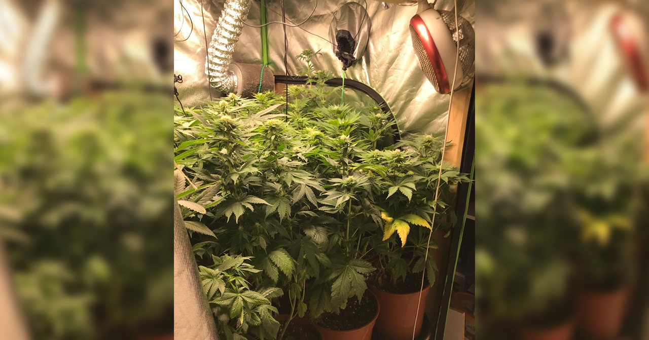 Die Polizei fand 21 Hanfpflanzen in einer offenstehenden Wohnung