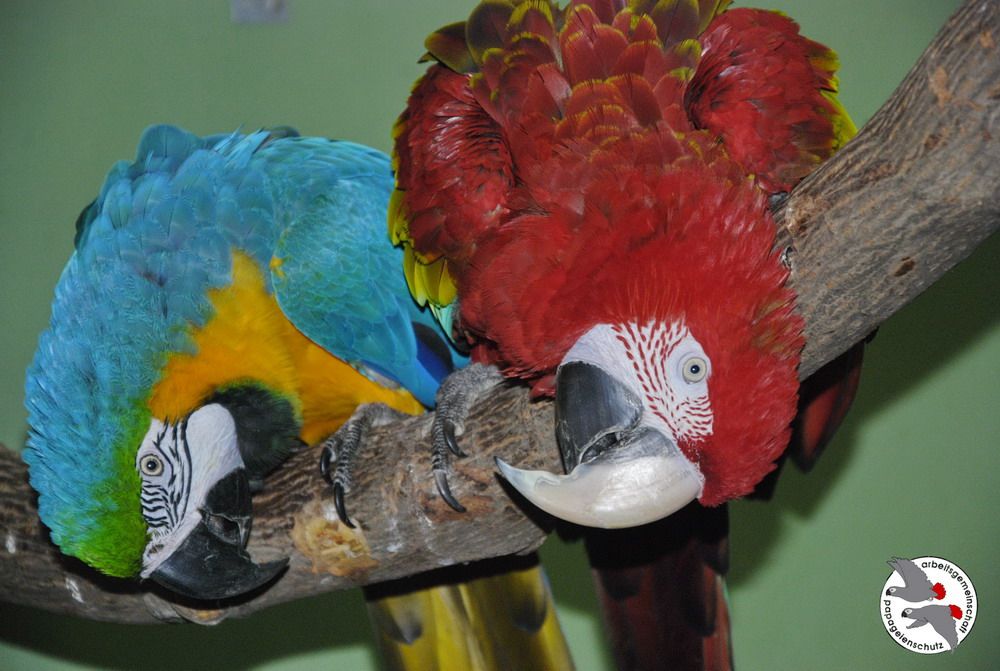 Die Papageien brauchen eine neue Unterkunft.