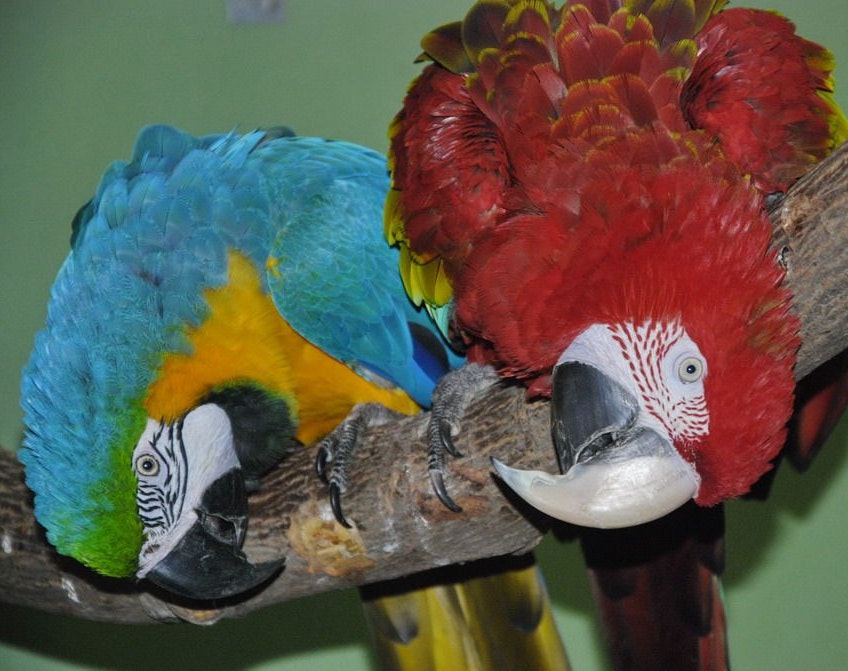 Die Papageien brauchen ein neues zu