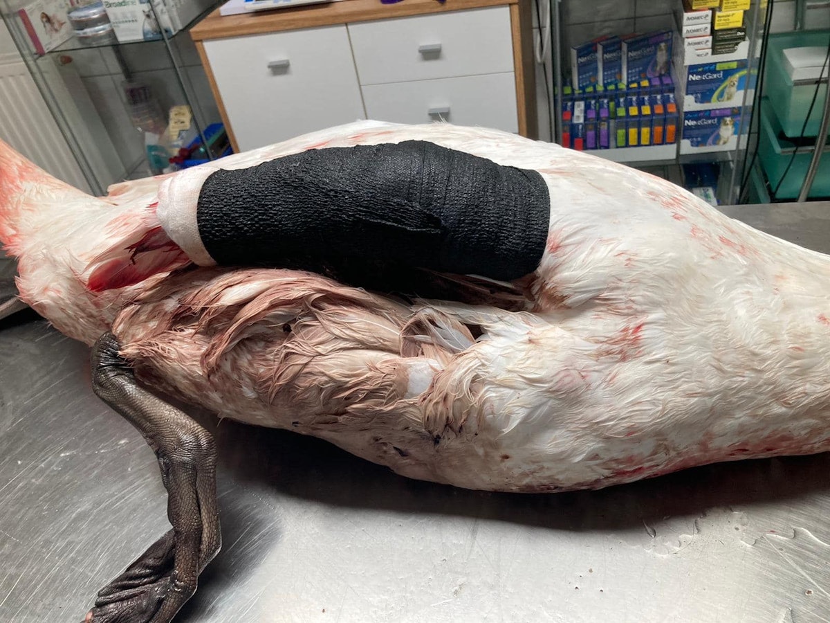 Der Schwan war gegen einen Brückenpfeiler geflogen, verletzte sich einen Flügel schwer.