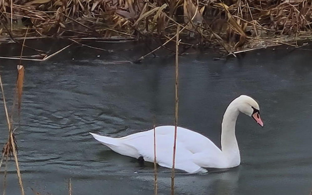 Der Schwan war gegen einen Brückenpfeiler geflogen, verletzte sich einen Flügel schwer.
