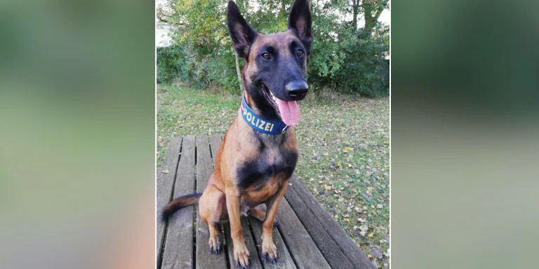 Polizeihund