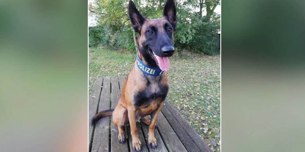 Polizeihund 
