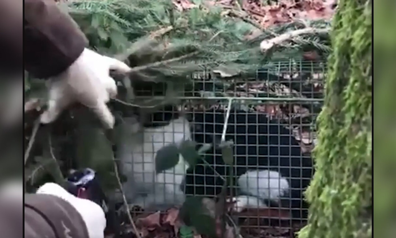 Heute.at - Katzenhinrichtungs-Video am Heiligen Abend verschickt