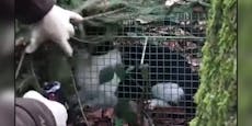 Katzenhinrichtungs-Video am Heiligen Abend verschickt