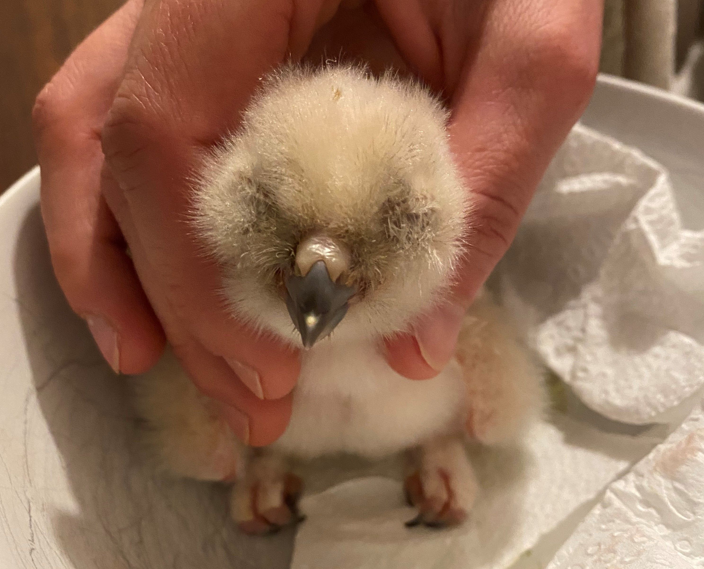 Der kleine Uhu kam am Sonntag zur Welt, wiegt gerade einmal 65 Gramm.