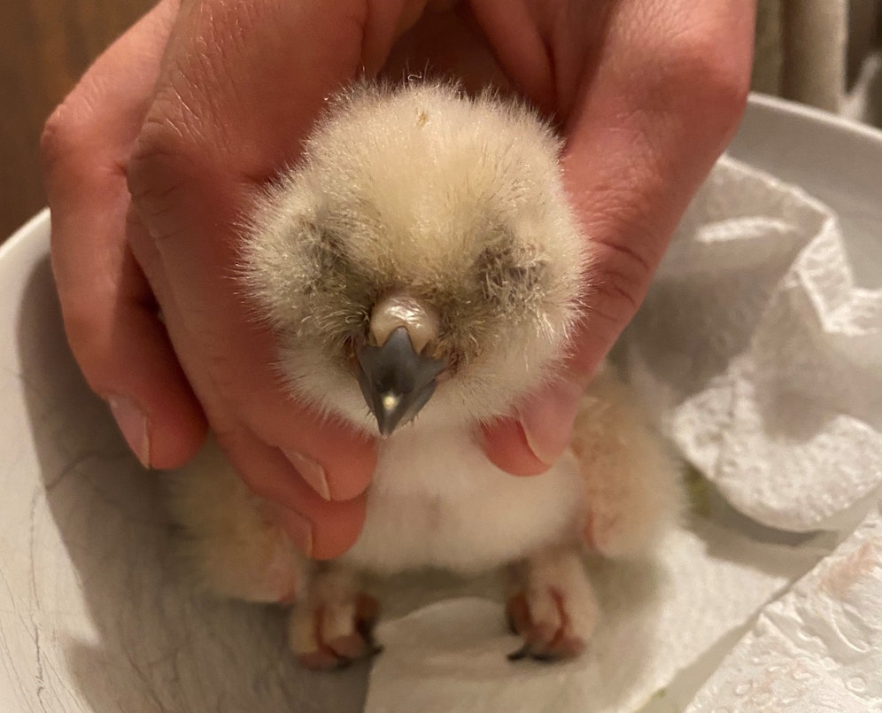 Der kleine Uhu kam am Sonntag zur Welt, wiegt gerade einmal 65 Gramm.