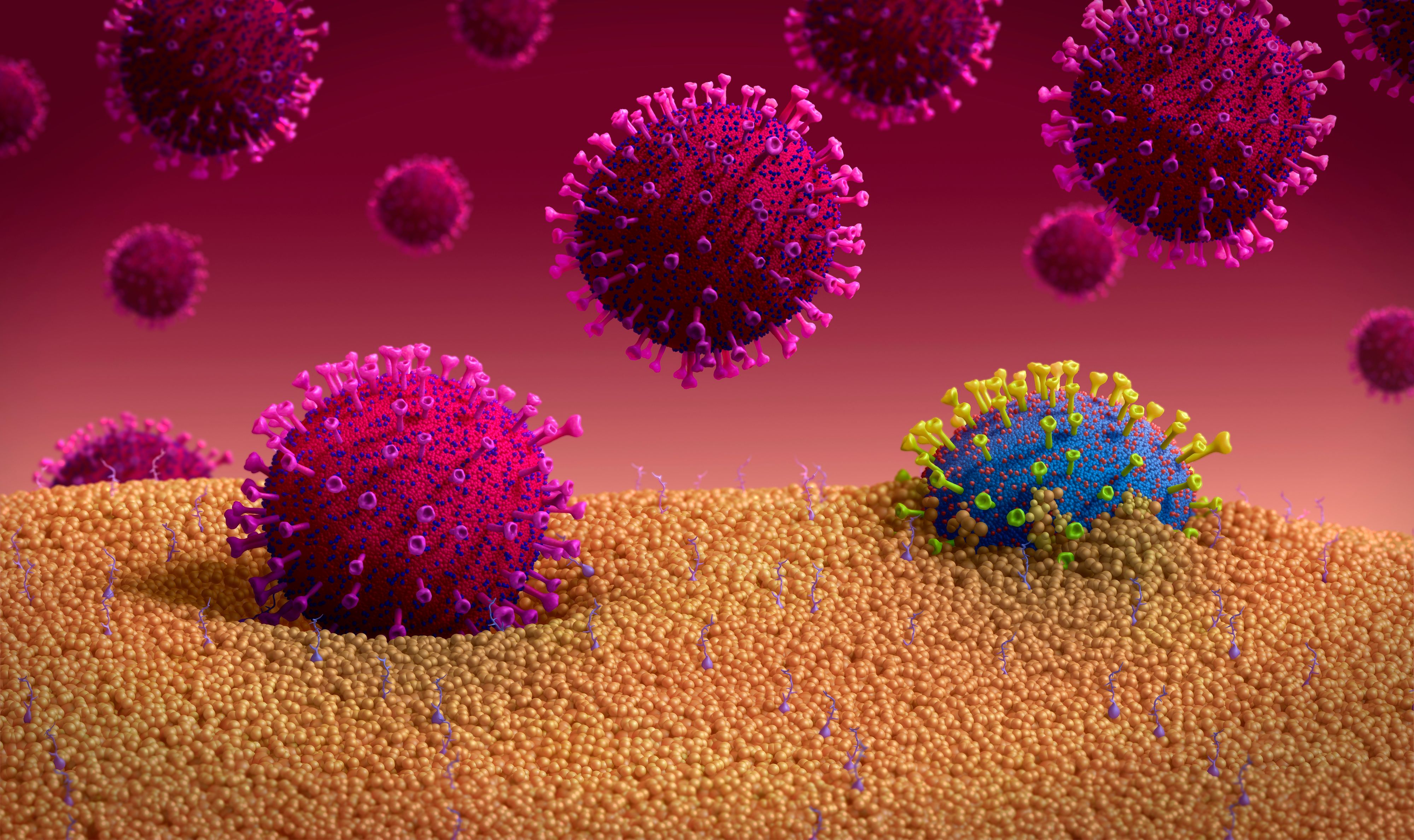 Das mutierte Coronavirus - hier in blau gekennzeichnet.