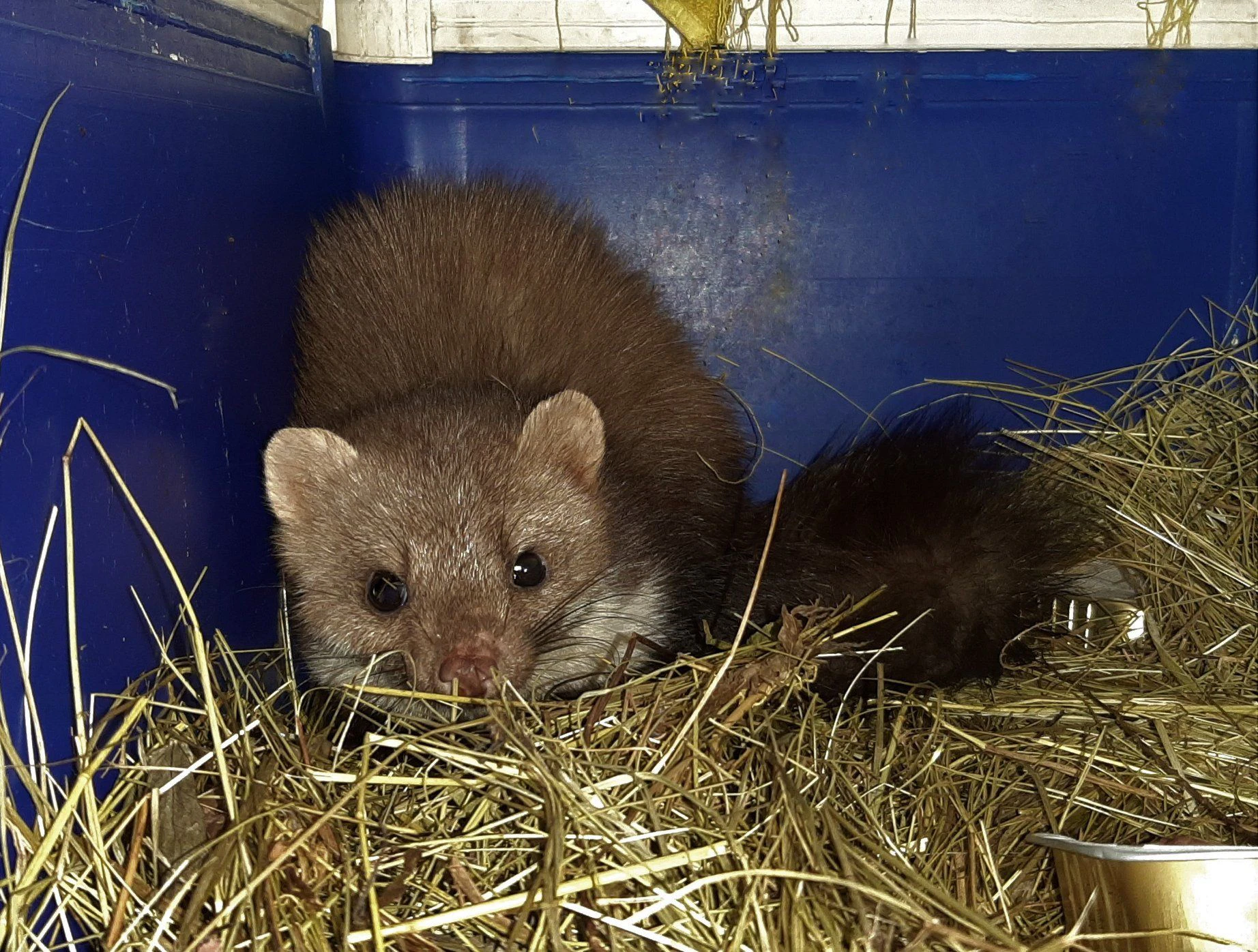 Der kleine Mader erholt sich in der Eulen- und Greifvogelstation in Haringsee.