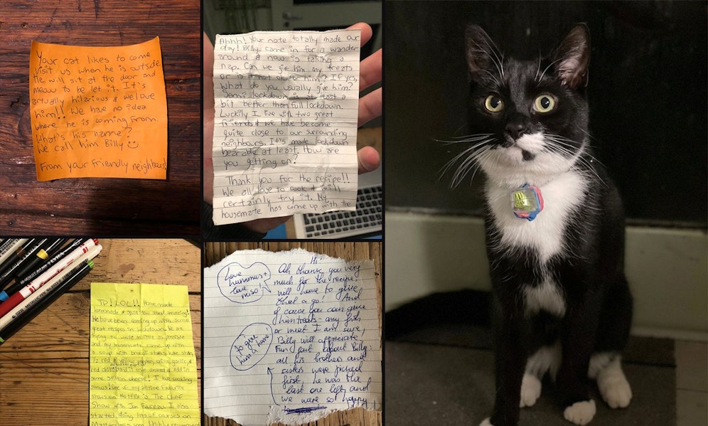 Mit kleinen Notizen am Halsband hält der Kater 