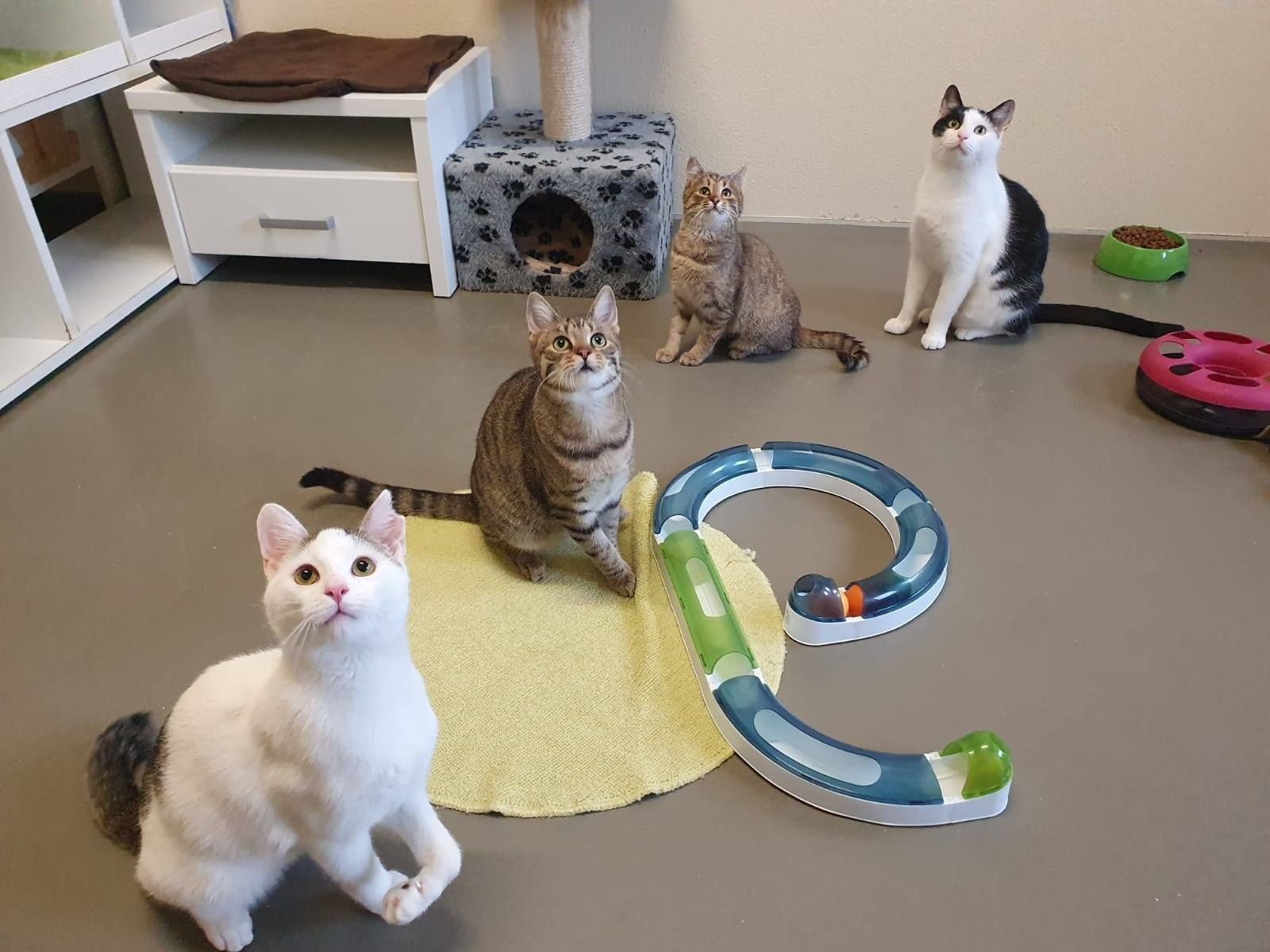 Vier Samtpfoten, die aktuell am Dechanthof leben.