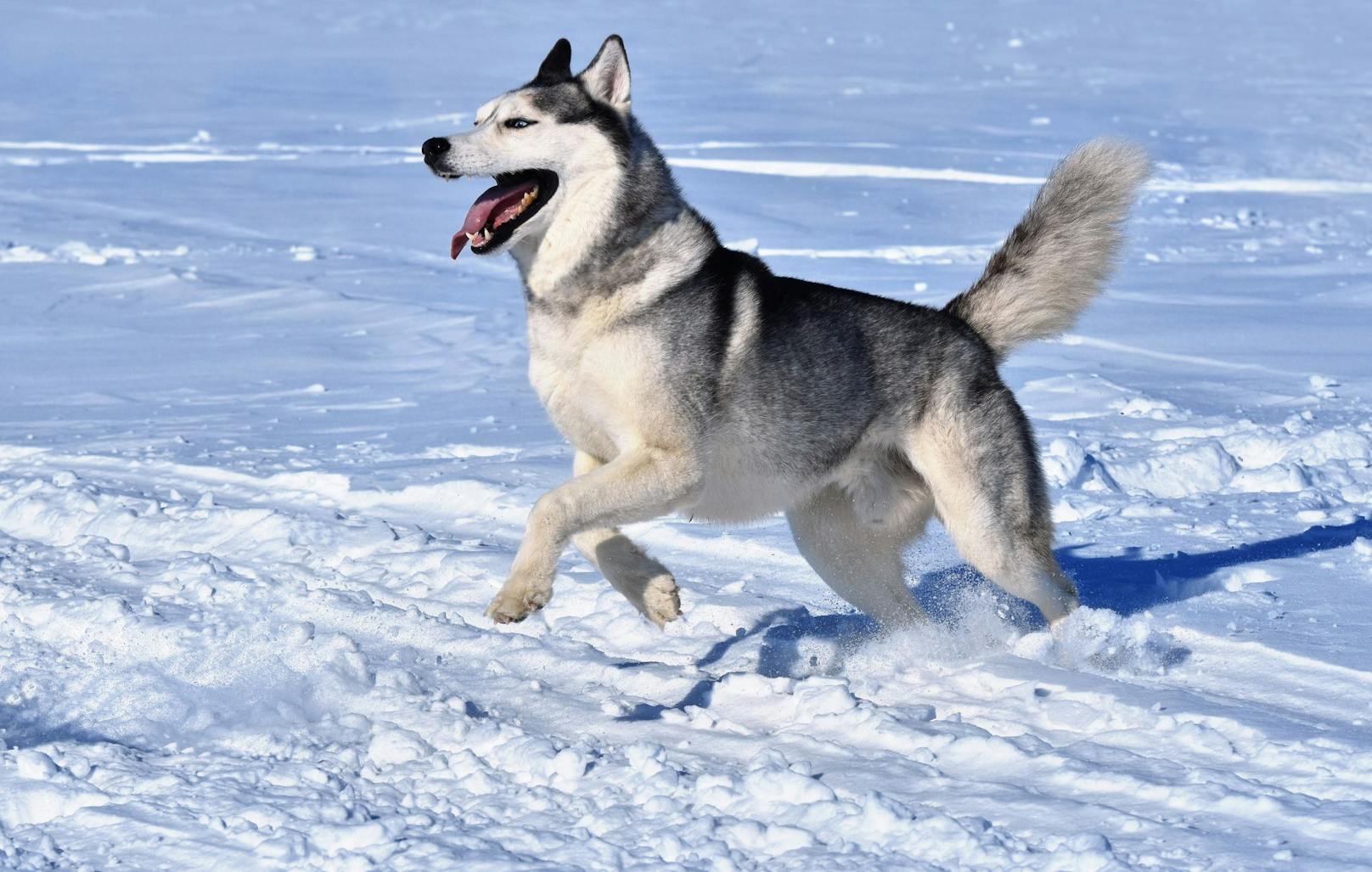 <strong>Sibirischer Husky:</strong> Huskys sind von ihrem Naturell her die wahren Marathonläufer. Lange Wanderungen sollten bei ihnen zum Alltag gehören. <br>
