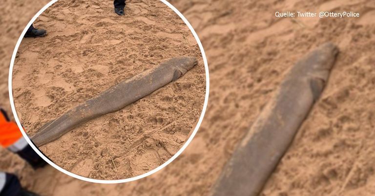 Dieses Ungeheuer wurde an den Strand gespült.