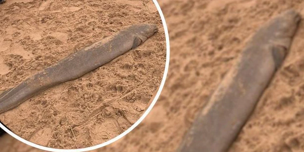 Dieses Ungeheuer wurde an den Strand gespült.