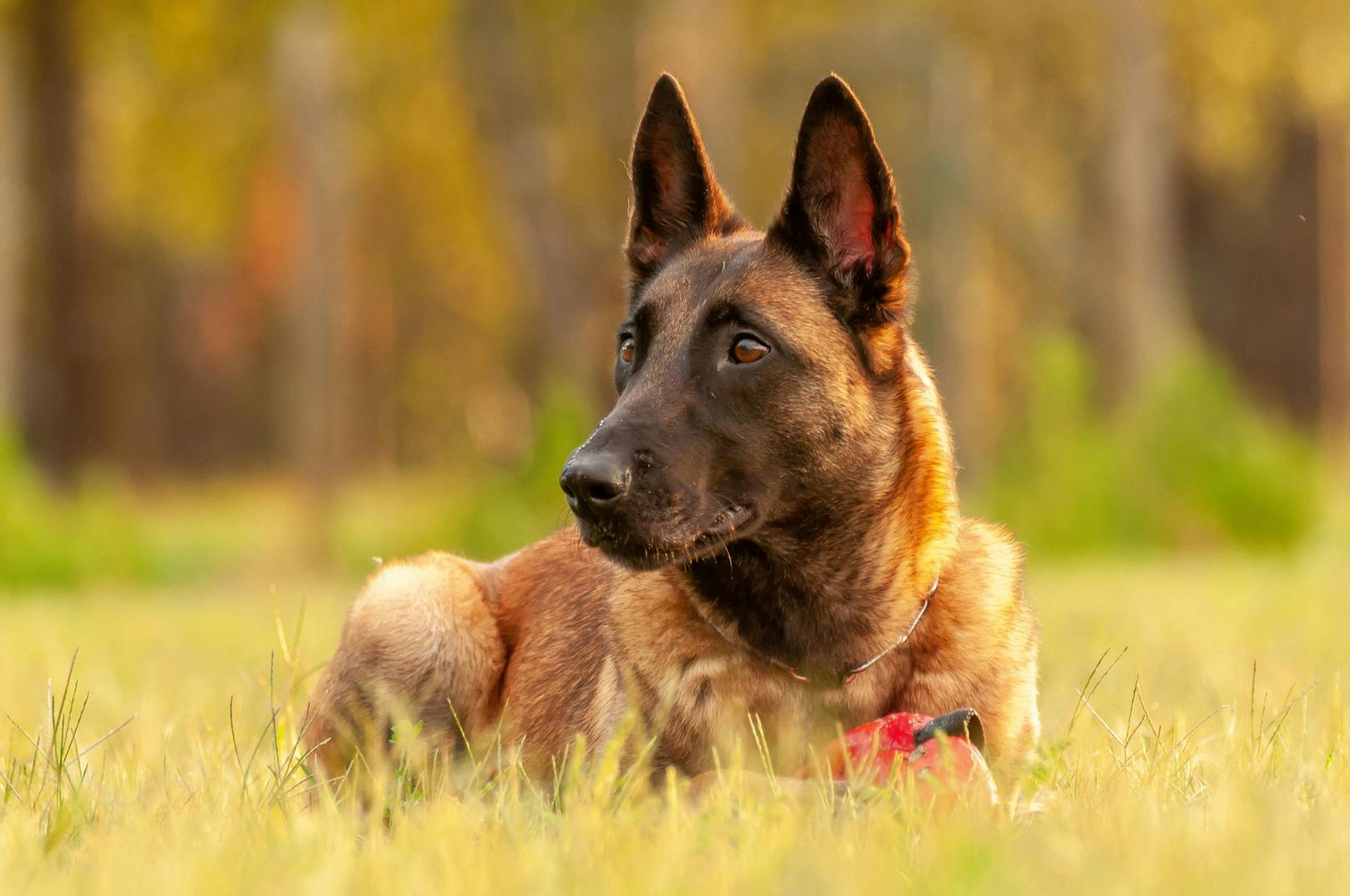 <strong>Belgischer Schäferhund oder Malinois:</strong> Nicht umsonst ist diese Rasse als Polizei- und Spürhund beliebt. Sehr ausdauernd und mit hohem Beschützerinstinkt hat er jede Lage im Griff. <br>