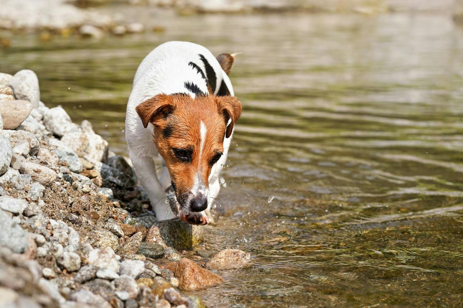 <strong>Jack Russell Terrier:</strong> Quirlig und ausdauernd sind die kleinen Terrier und springen über Stock und Stein. Auch lange Strecken sind mit den Kerlchen möglich. <br>