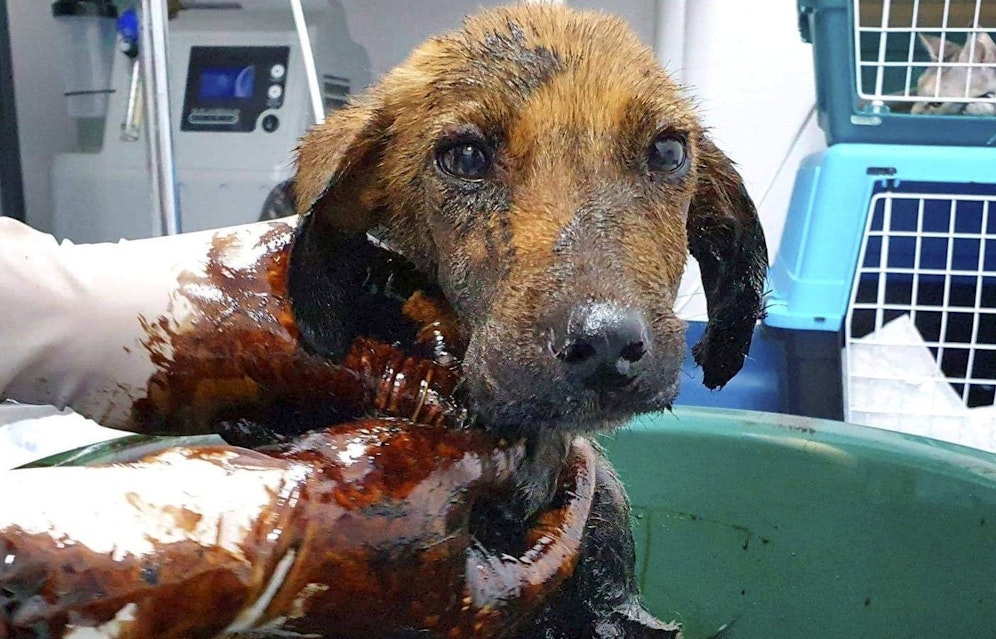 Dieser kleine Rüde wurde Opfer grausamster Tierquälerei.