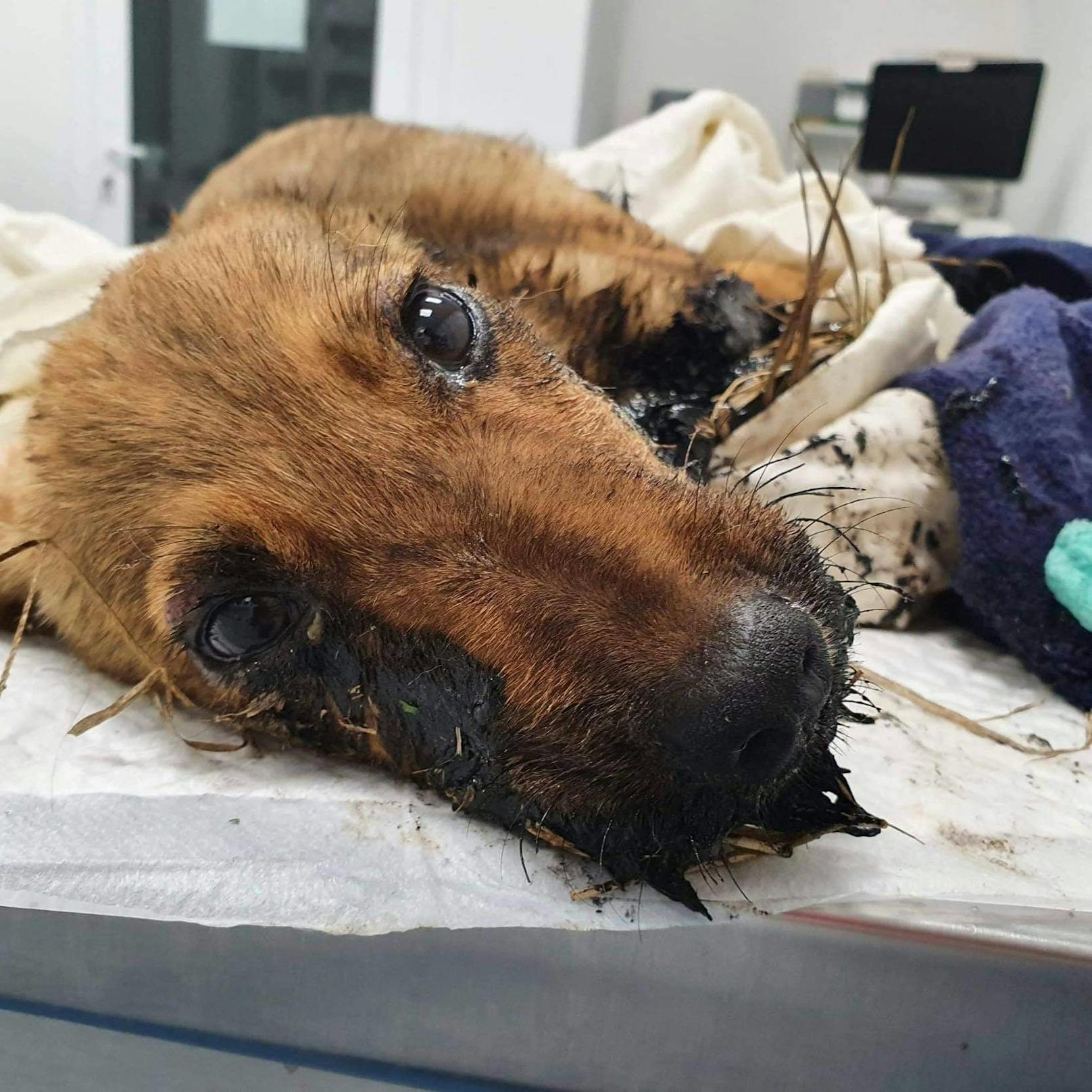 Grausamer Fall in Rumänien: Dieser Welpe wurde mit heißem Teer übergossen. Tierschützer kümmerten sich um den kleinen Buben. ---&gt;<a href="https://www.heute.at/s/strassenhund-mit-heissem-teer-uebergossen-100121333">ARTIKEL </a><br>